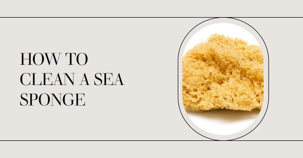 How to Clean a Sea Sponge: A Personal Journey Through Cleaning & Maintenance