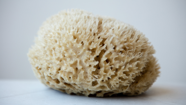 Ultimate Luxury Bath Sea Sponge - Natural Wool - 7 - 7.5