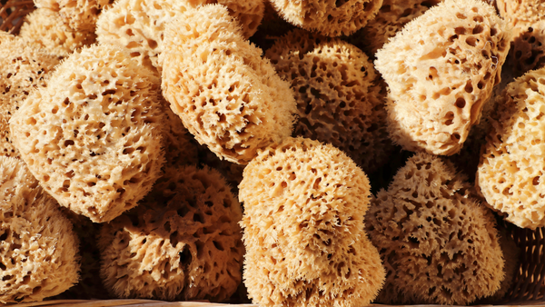 sea sponge for bathing, sea sponge for bathing Suppliers and Manufacturers  at