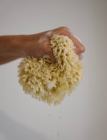 Load image into Gallery viewer, The Sóma Sponge - Bath Sea Sponge
